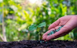 khái niệm phân bón vi lượng