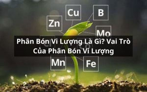 phân bón vi lượng