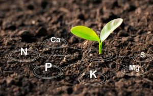 thành phần phân vi lượng Mg