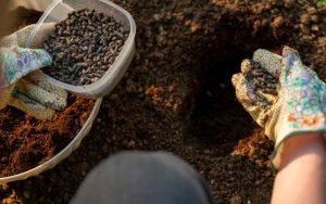 thời điểm nào cần bón phân vi lượng