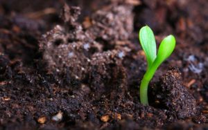 cách bón phân vi lượng chuẩn kỹ thuật