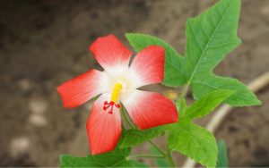 đặc điểm sâm bố chính