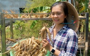 Thu hoạch sâm bố chính