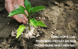 phân bón cho cây ăn quả