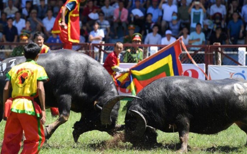 The Buffalo Sacrifice Festival